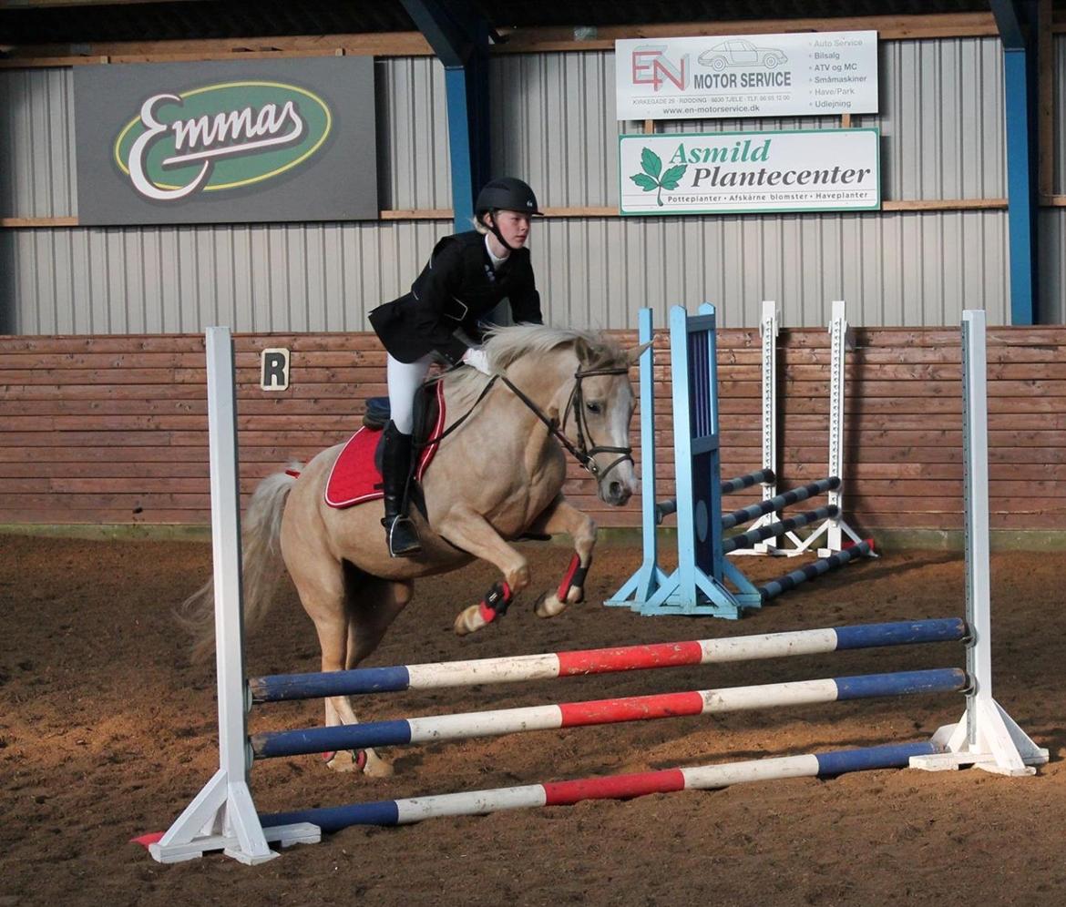 Anden særlig race FREDENS SHEER SILK - Hendes første stævne <3 billede 2