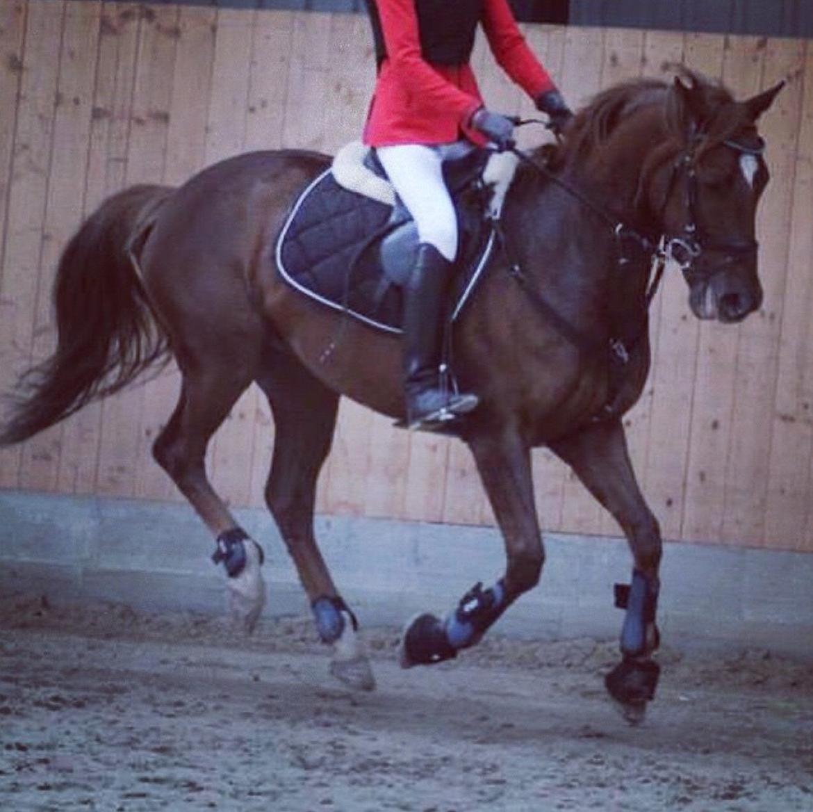 Anden særlig race Top  murdoch billede 11