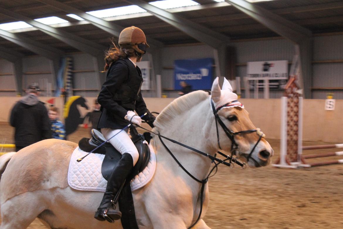 Fjordhest Tronto - Det går vist lidt stærk billede 12
