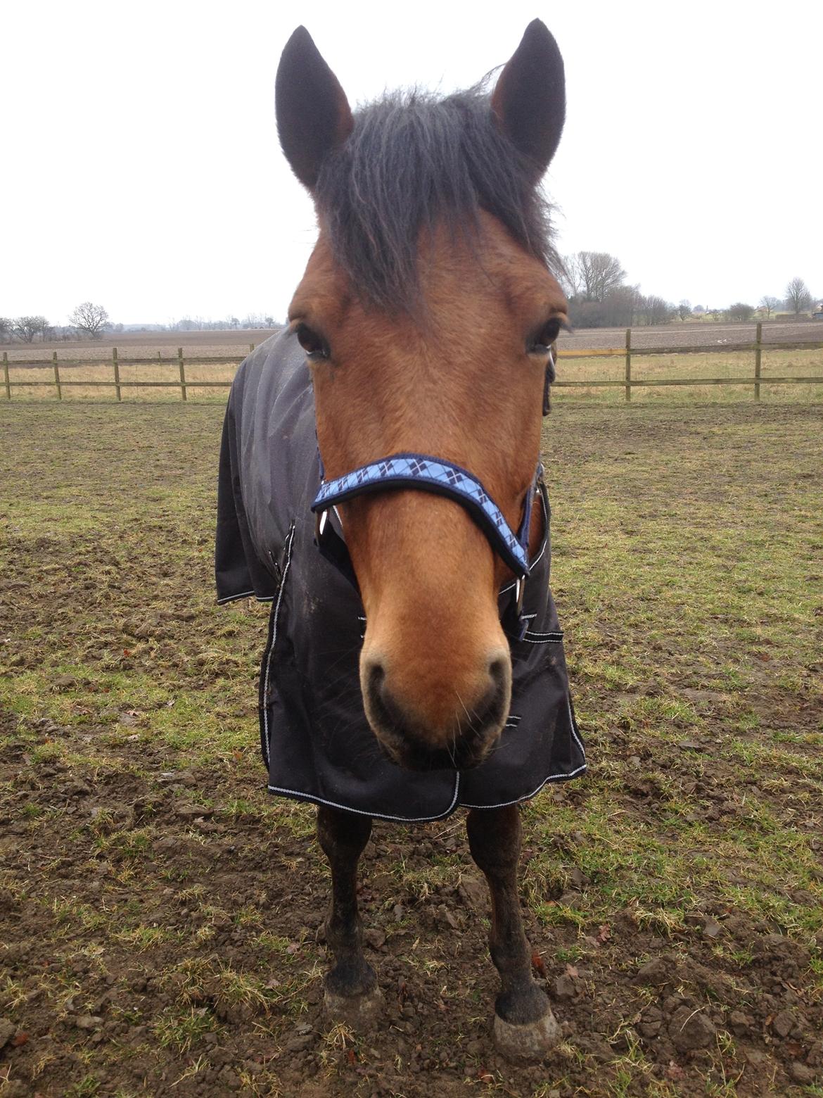 Connemara Drumcong Chucky billede 1