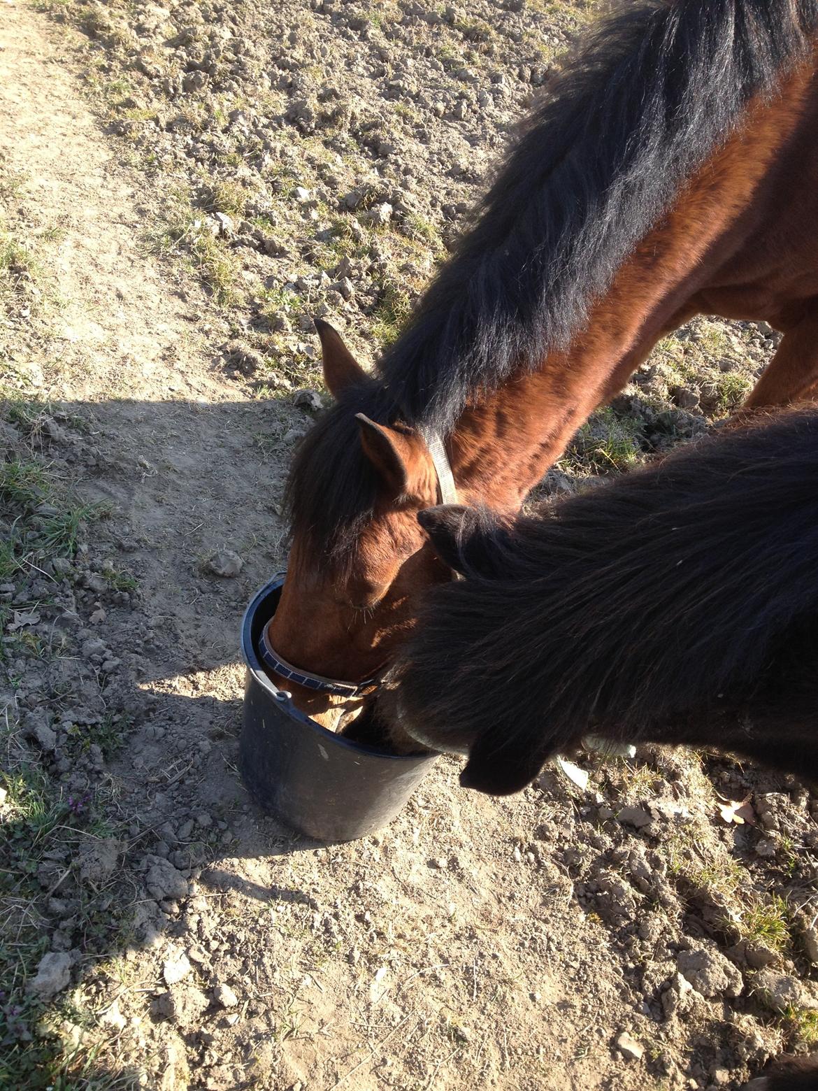 Connemara Drumcong Chucky billede 2