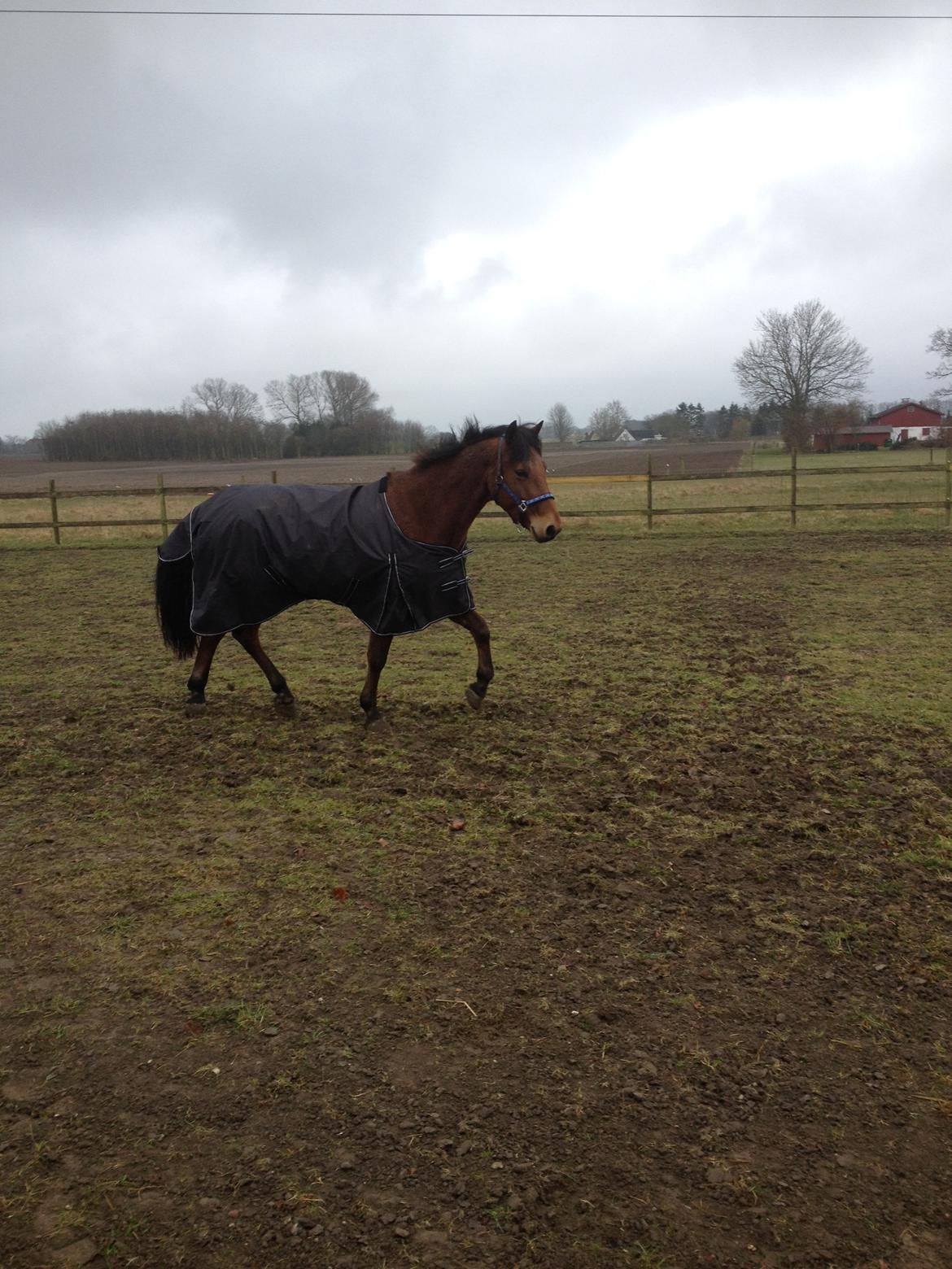 Connemara Drumcong Chucky billede 3