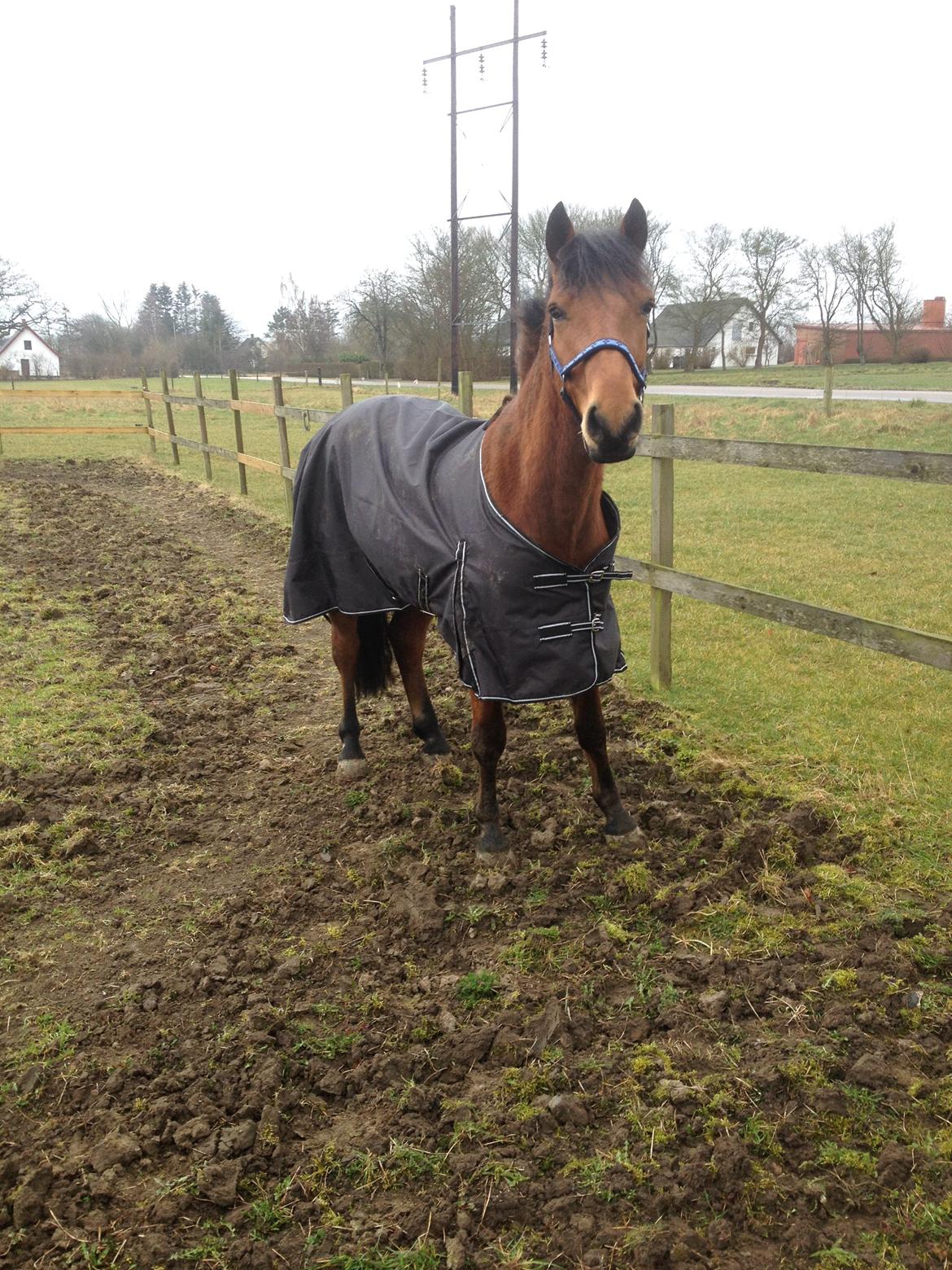 Connemara Drumcong Chucky billede 4