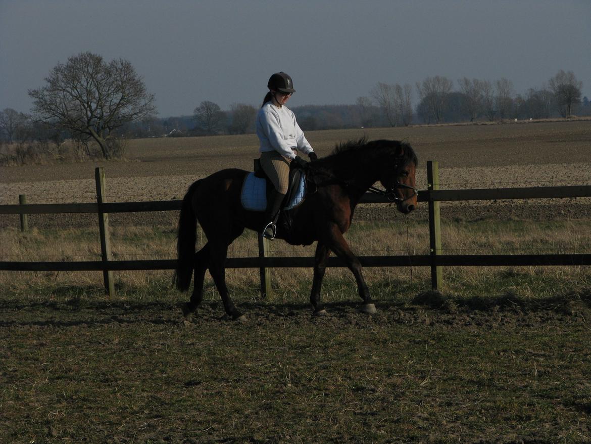 Connemara Drumcong Chucky billede 5