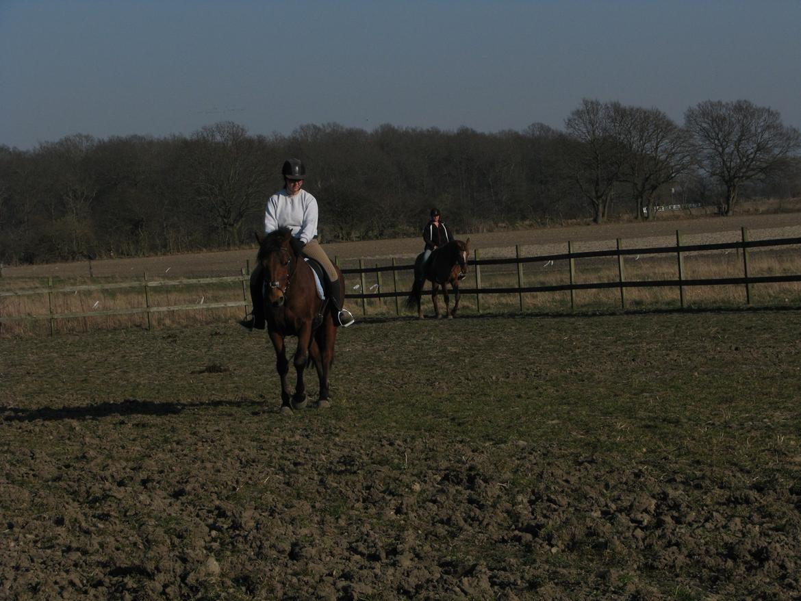 Connemara Drumcong Chucky billede 6