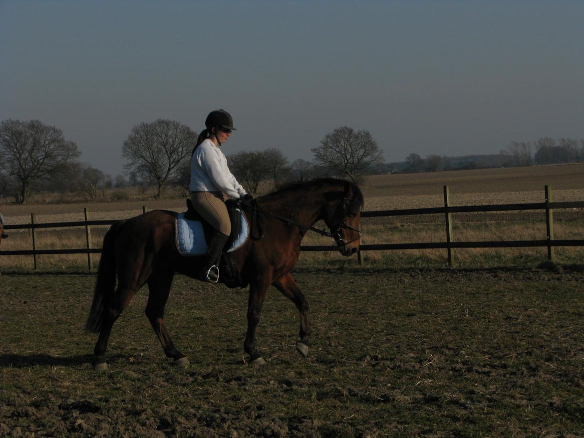 Connemara Drumcong Chucky billede 7