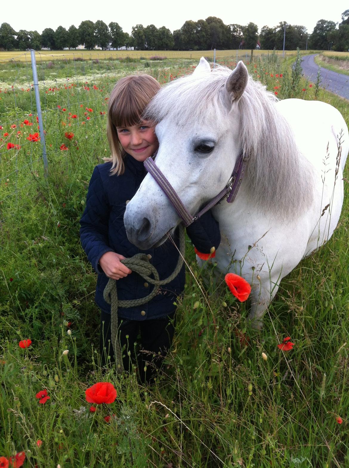 Shetlænder Molly billede 1