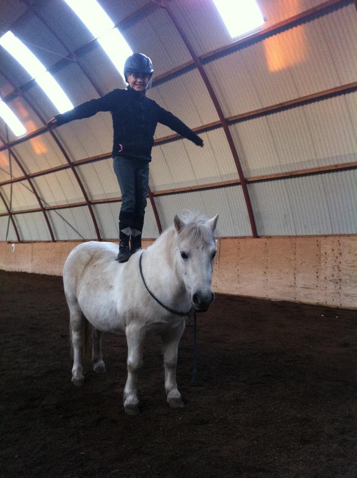 Shetlænder Molly billede 3