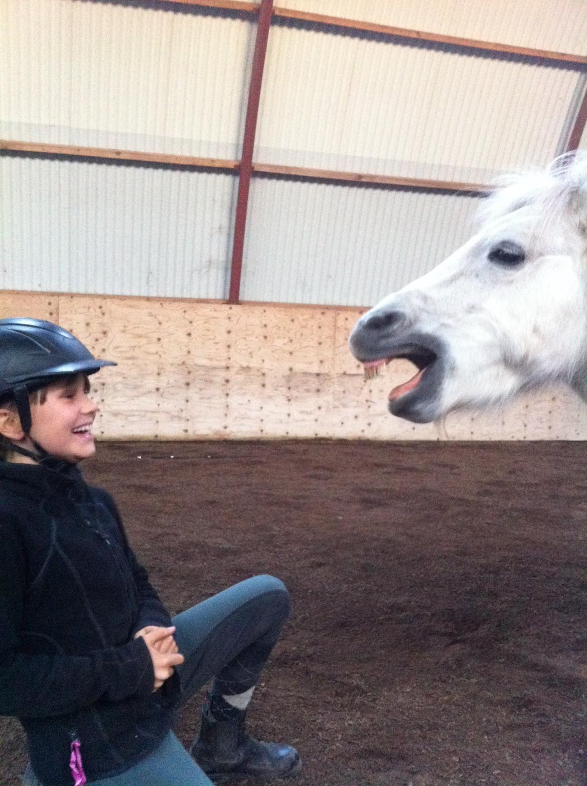 Shetlænder Molly billede 4