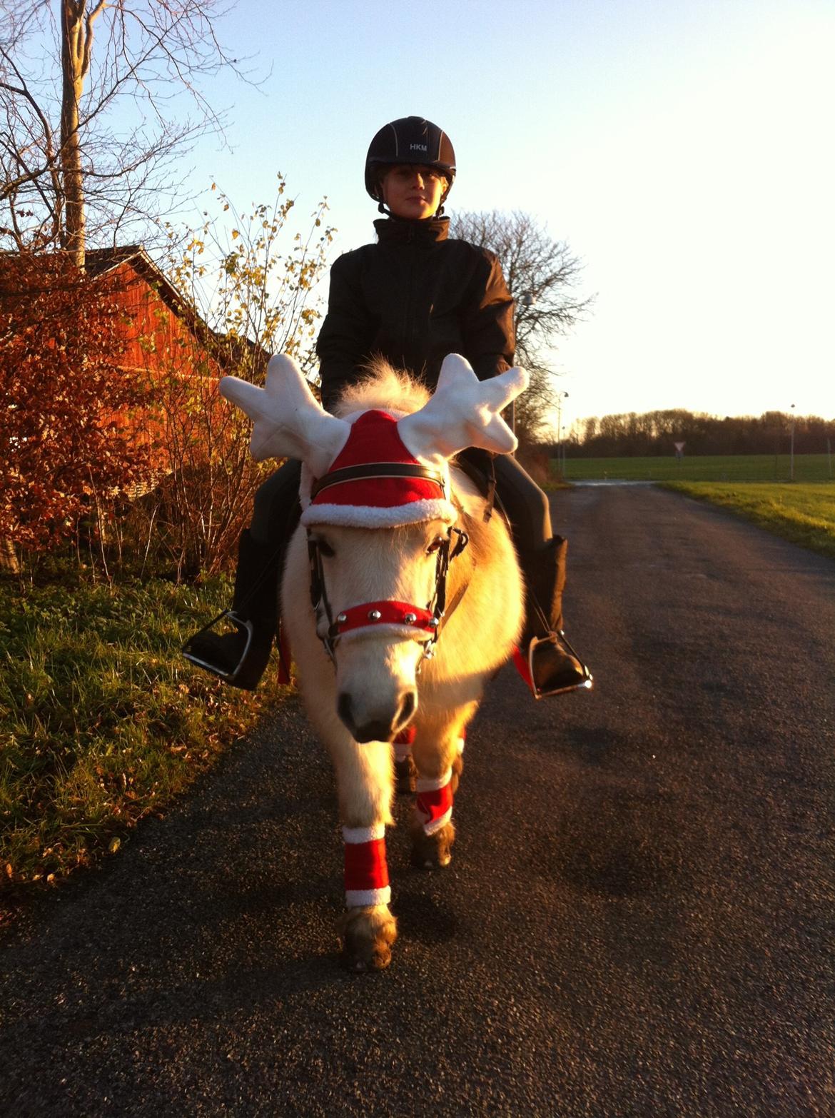 Shetlænder Molly billede 5