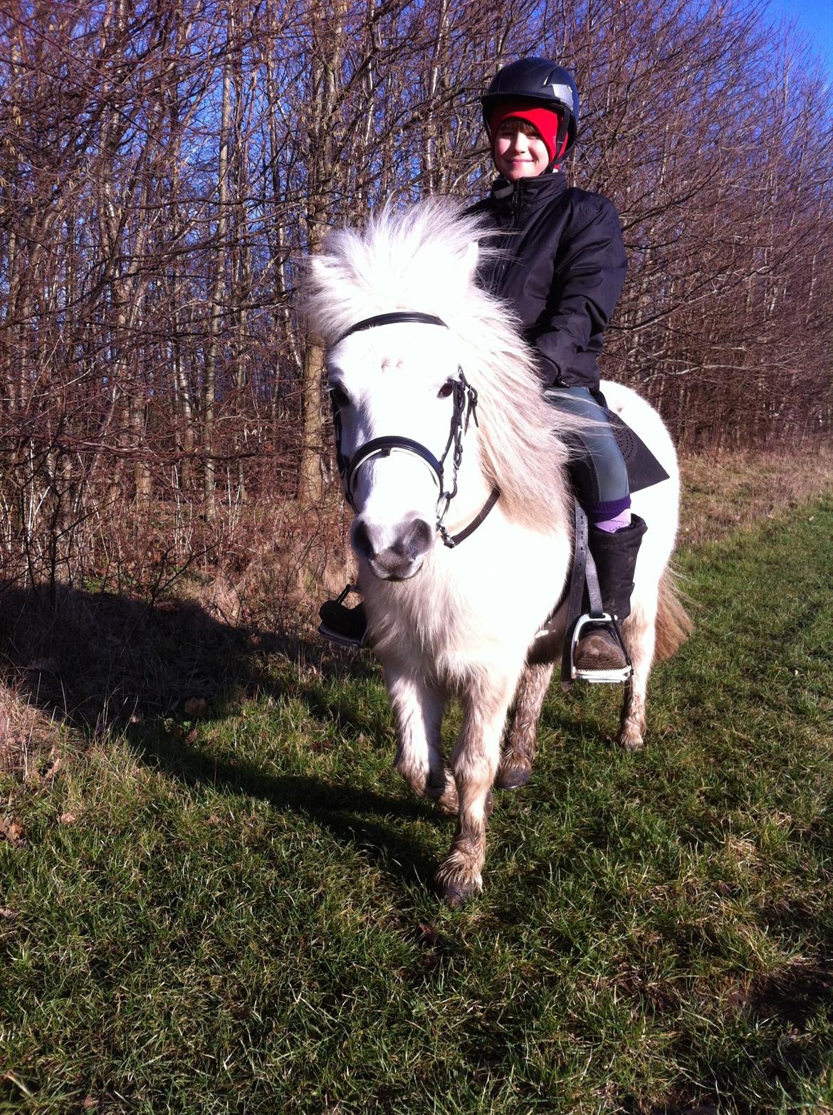 Shetlænder Molly billede 6