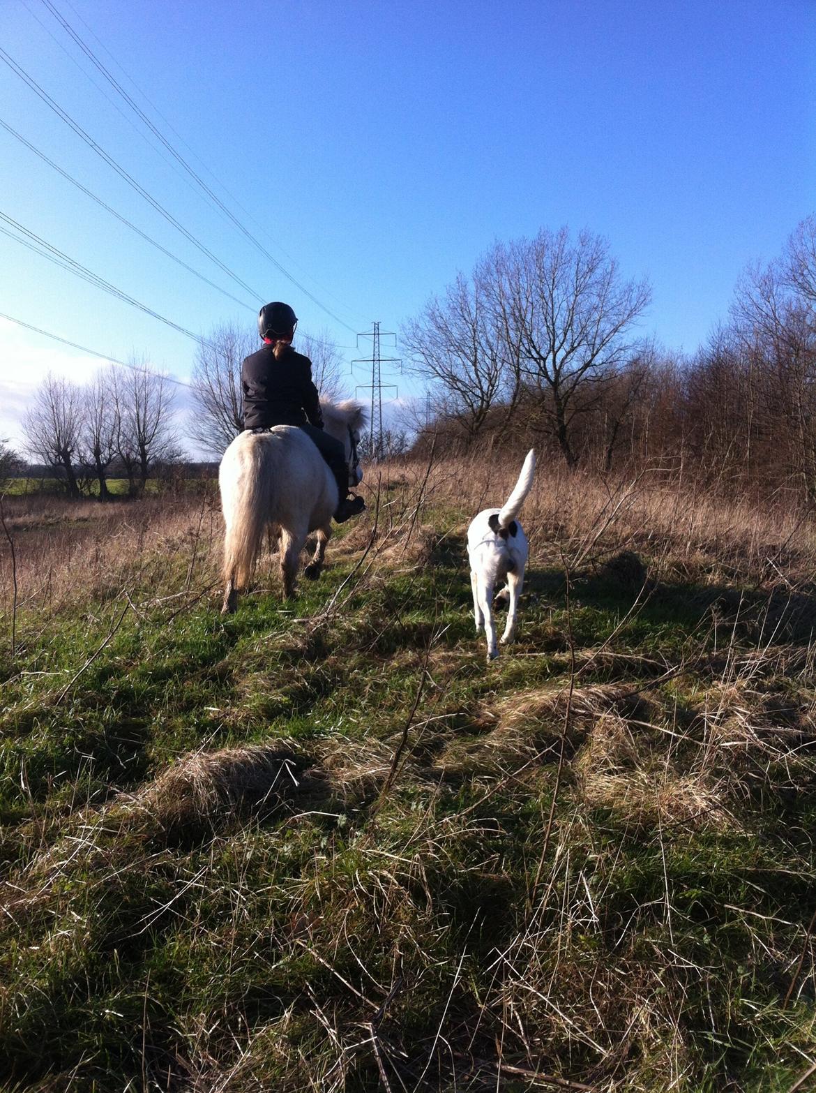 Shetlænder Molly billede 7