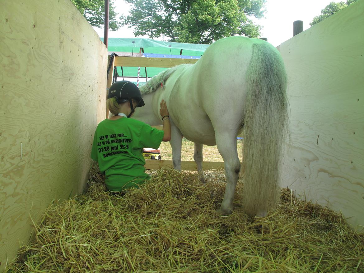 Shetlænder Molly billede 8