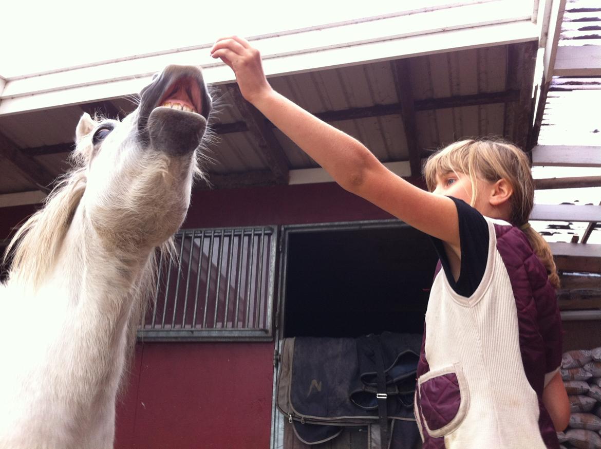 Shetlænder Molly billede 2
