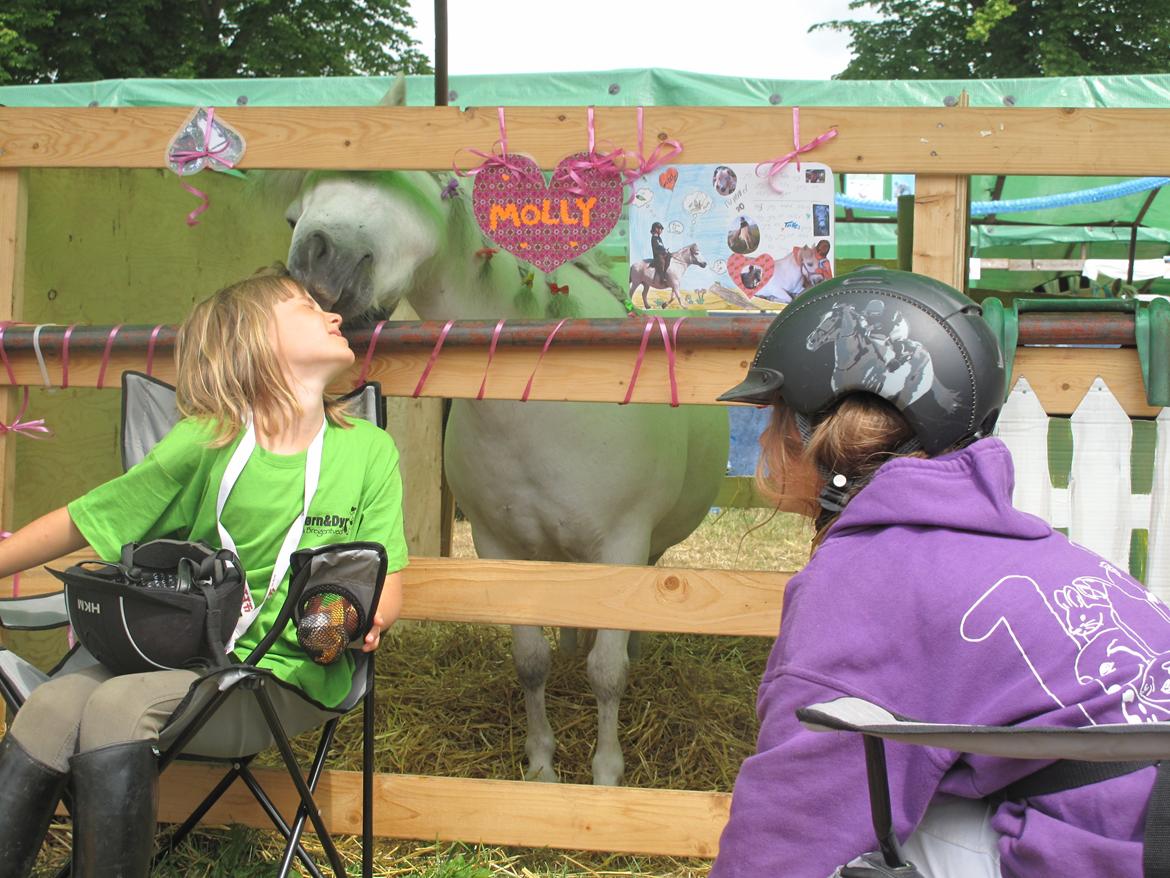 Shetlænder Molly billede 11