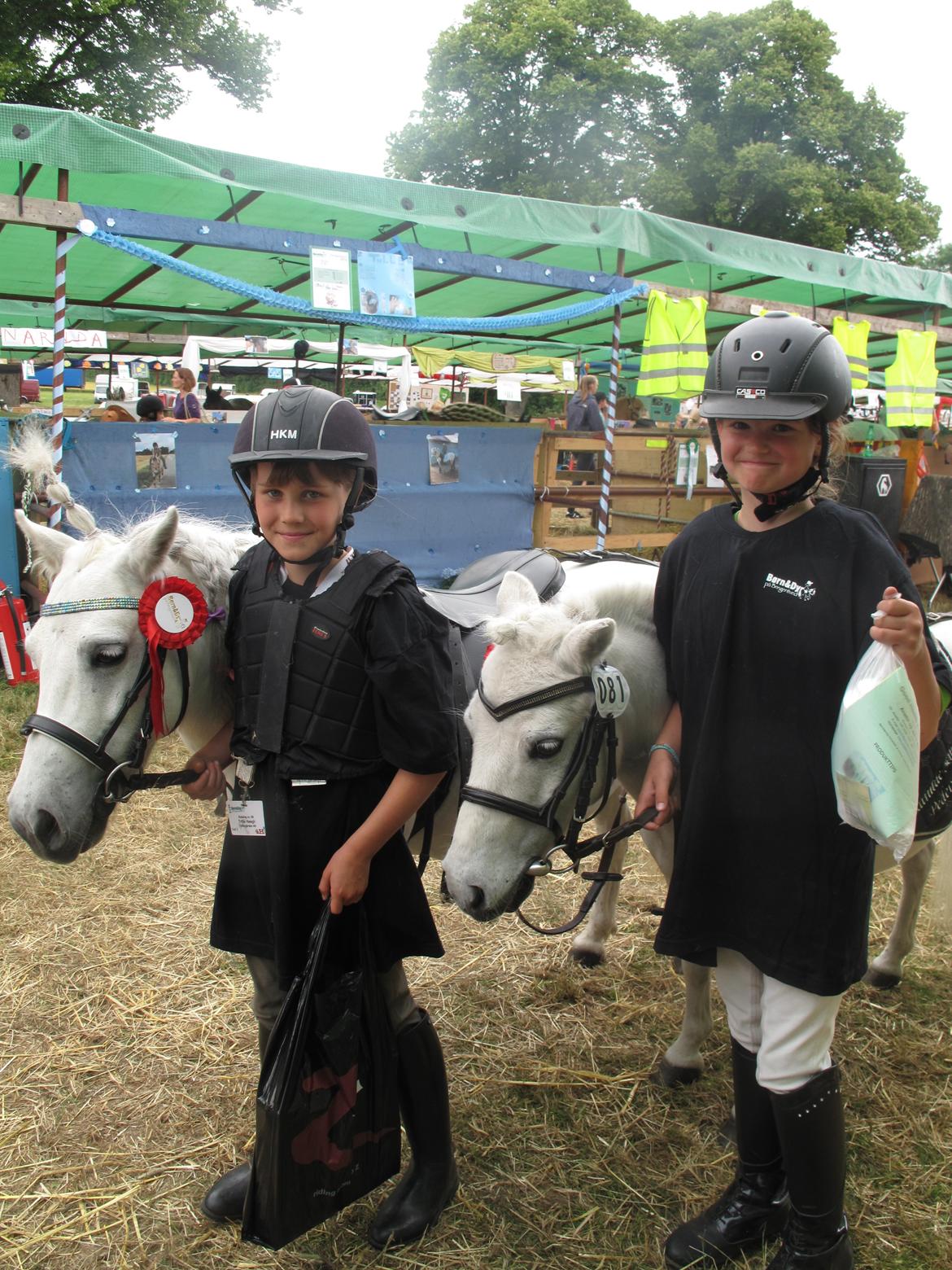 Shetlænder Molly billede 12