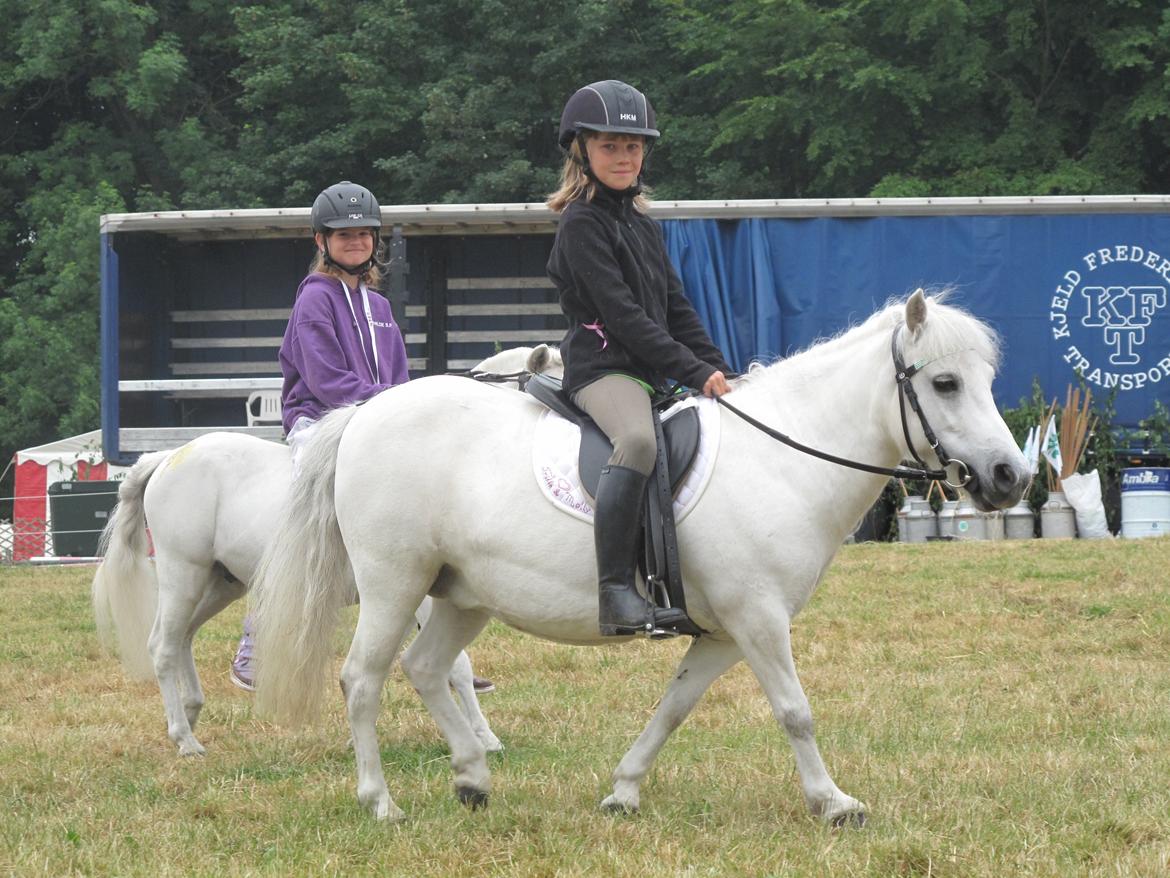 Shetlænder Molly billede 10