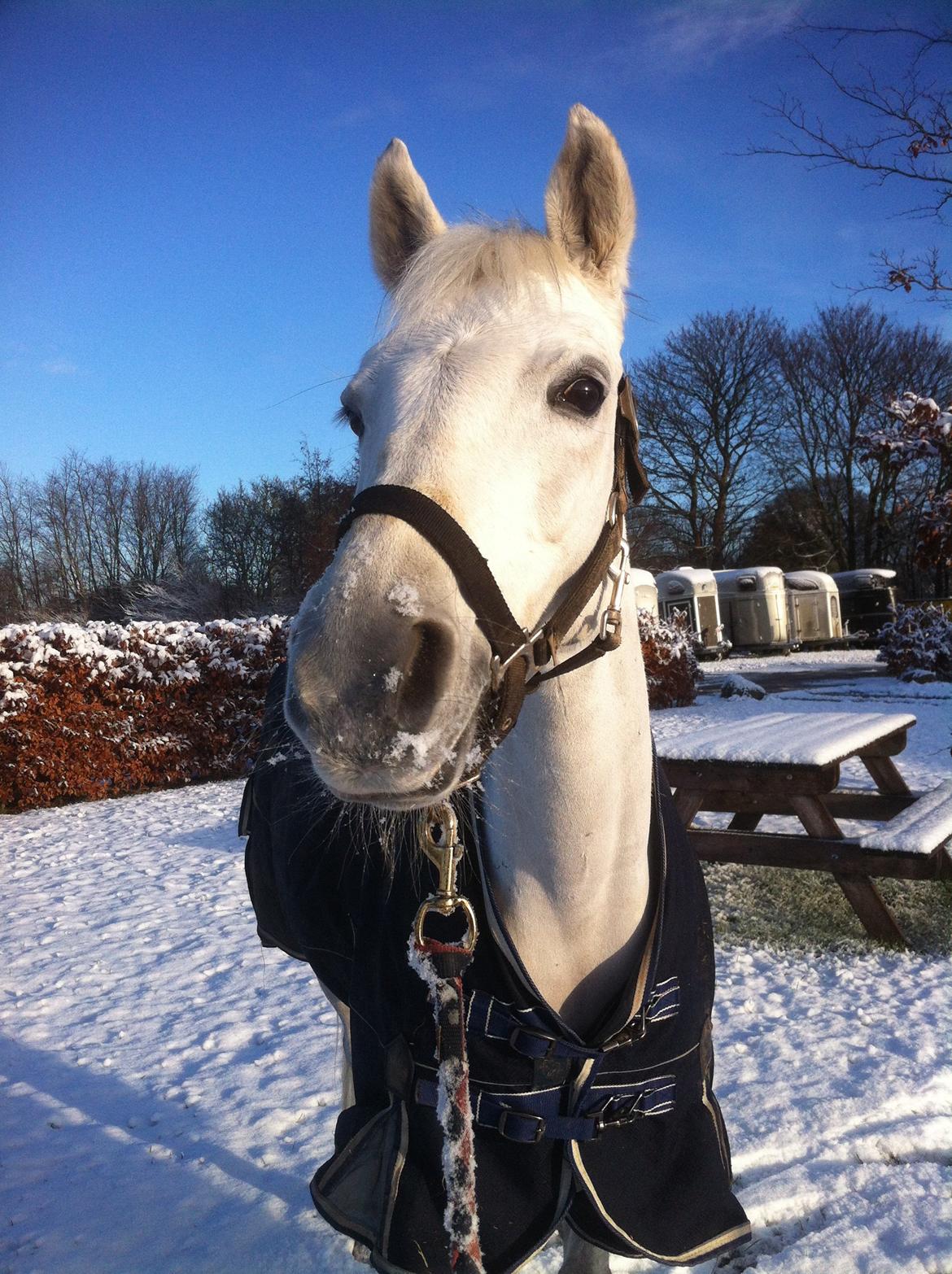 Welsh Partbred (Sec F) Ballettens Silent Victory billede 21