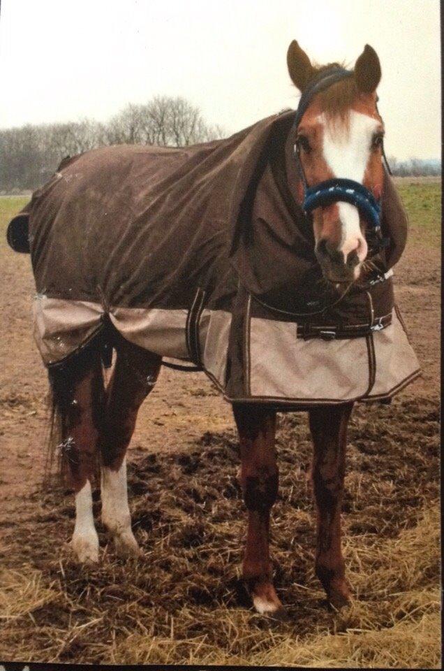 Dansk Varmblod Alsace pilekær billede 9