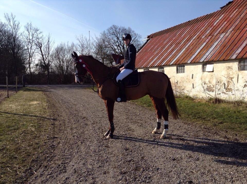 Dansk Varmblod Alsace pilekær billede 10