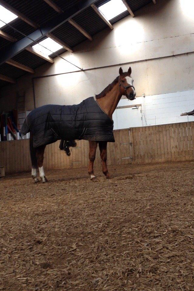 Dansk Varmblod Alsace pilekær billede 12