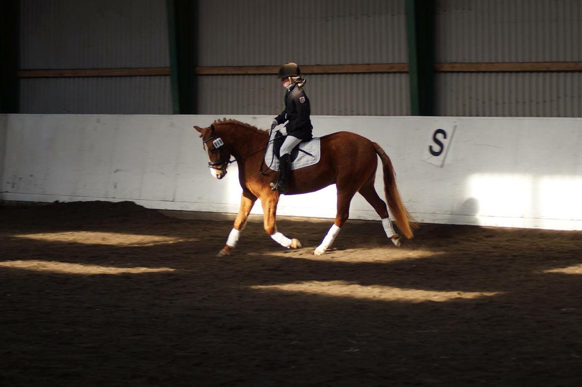 Anden særlig race Nice Surprice billede 19