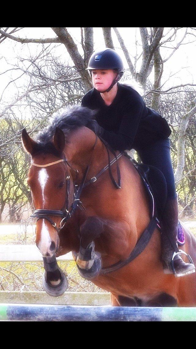 Dansk Varmblod HOLMGÅRDS QUILET billede 4