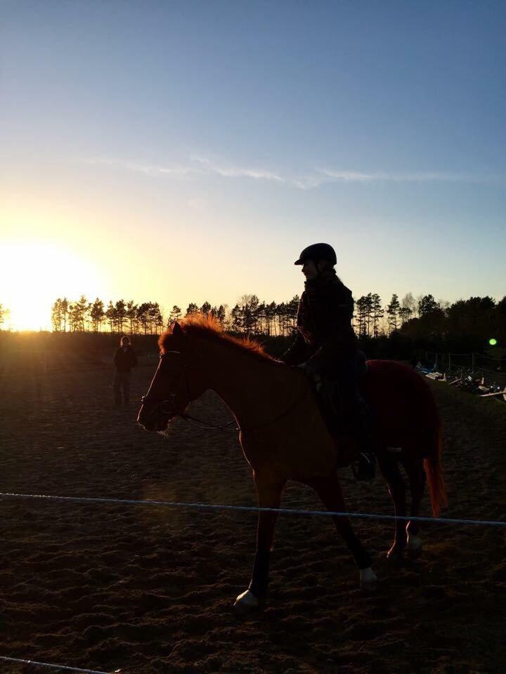 Anden særlig race EHC's Lamirz - Ridning i solnedgangen billede 1