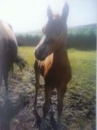 Anden særlig race EHC's Lamirz - som føl, lille æling ;D <3 billede 6