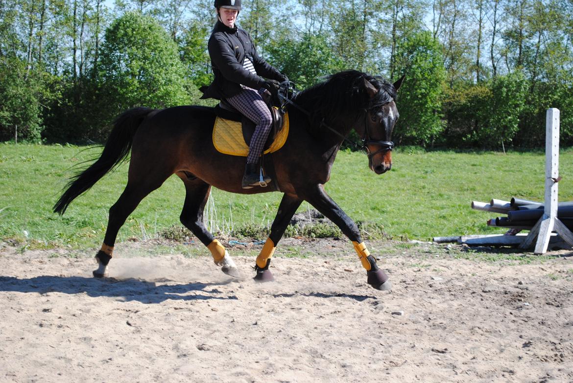 Dansk Varmblod Grønvangs Trigger |Trigs| billede 11