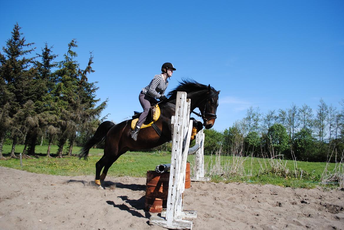 Dansk Varmblod Grønvangs Trigger |Trigs| billede 37