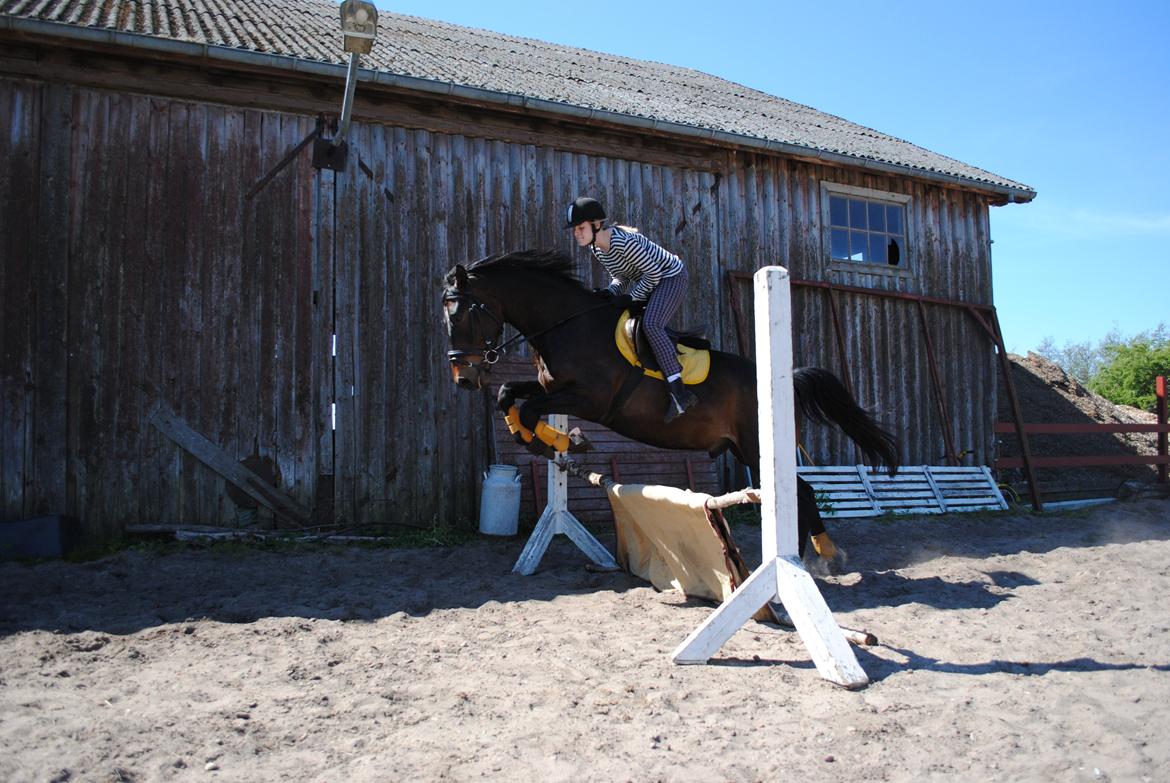 Dansk Varmblod Grønvangs Trigger |Trigs| billede 15