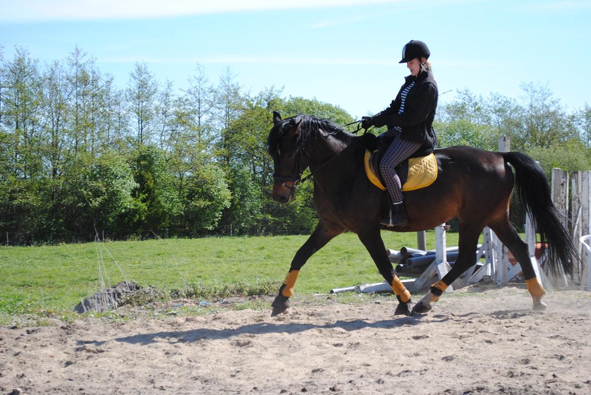 Dansk Varmblod Grønvangs Trigger |Trigs| billede 38