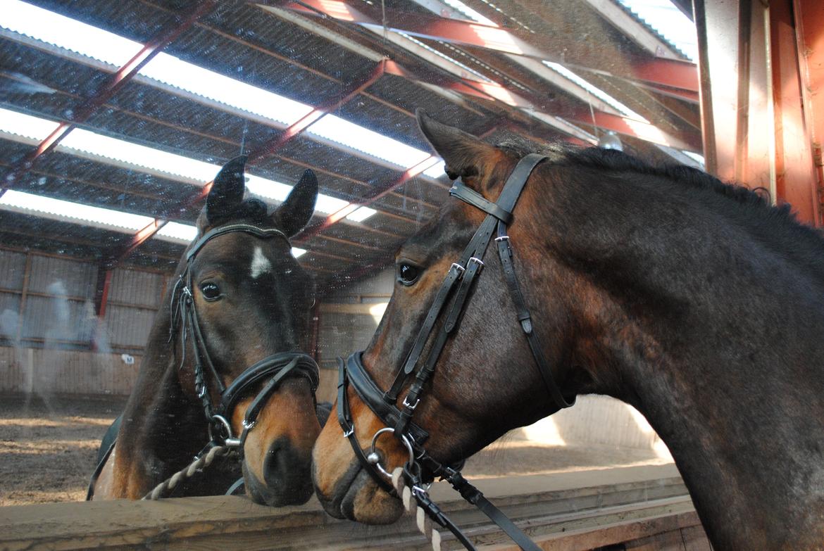 Dansk Varmblod Grønvangs Trigger |Trigs| billede 14