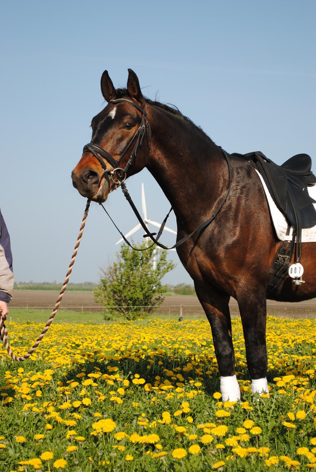 Dansk Varmblod Grønvangs Trigger |Trigs| billede 43