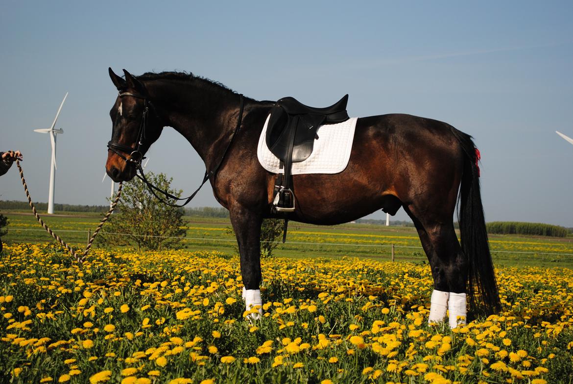 Dansk Varmblod Grønvangs Trigger |Trigs| billede 13