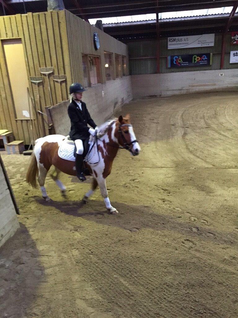 Anden særlig race Mille billede 33