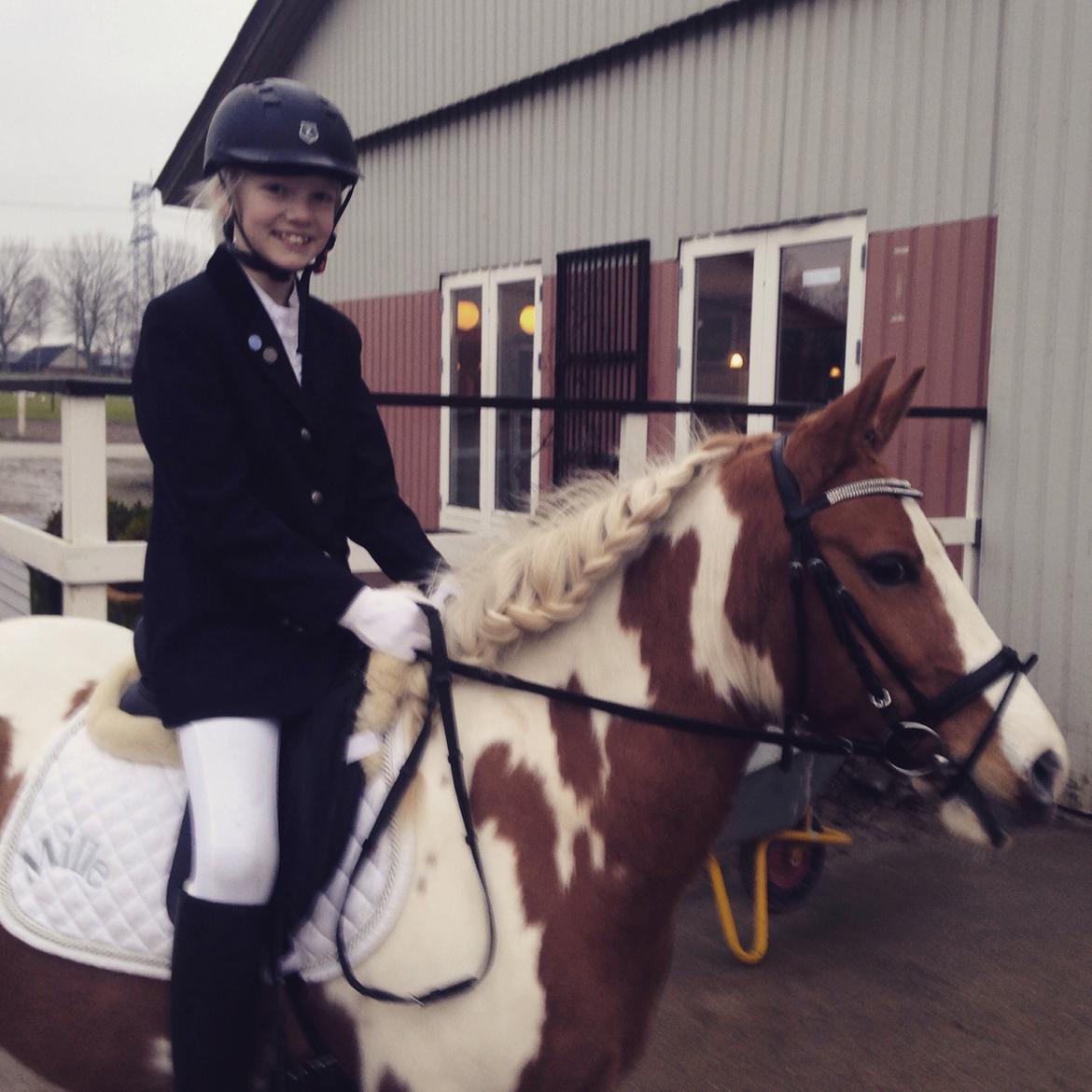 Anden særlig race Mille billede 34