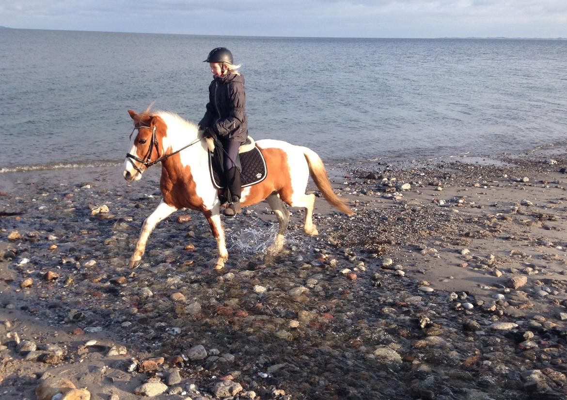 Anden særlig race Mille billede 37