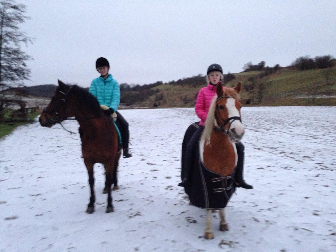 Anden særlig race Mille billede 38