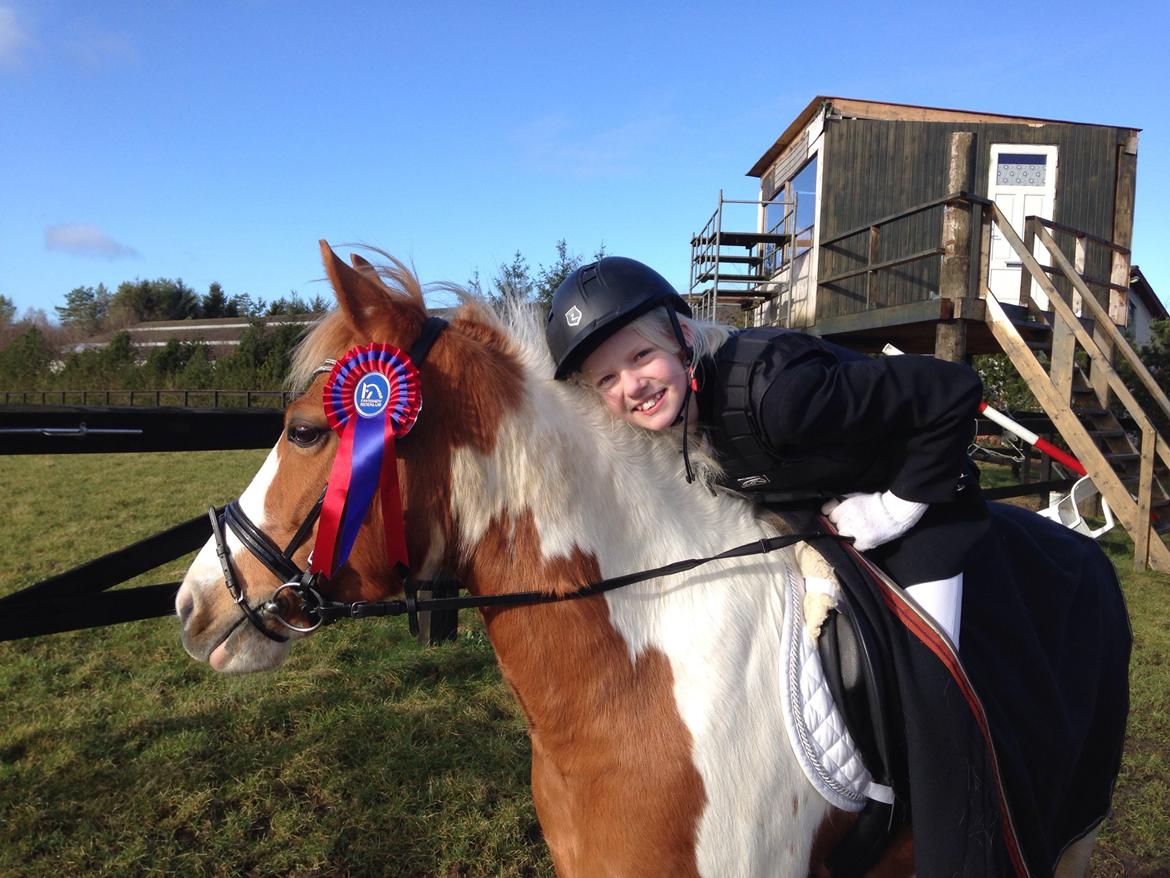 Anden særlig race Mille billede 40