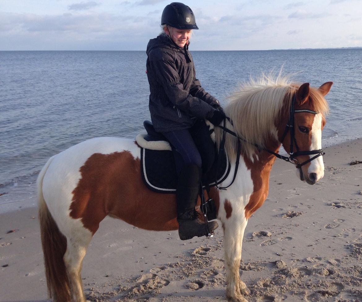 Anden særlig race Mille billede 36