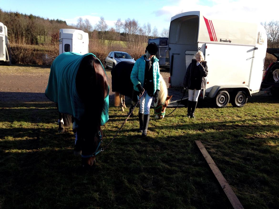 Anden særlig race Mille billede 41