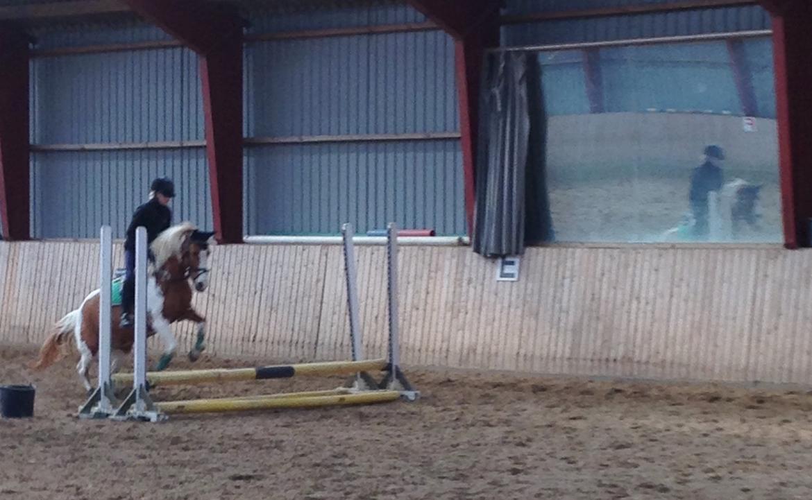 Anden særlig race Mille billede 43