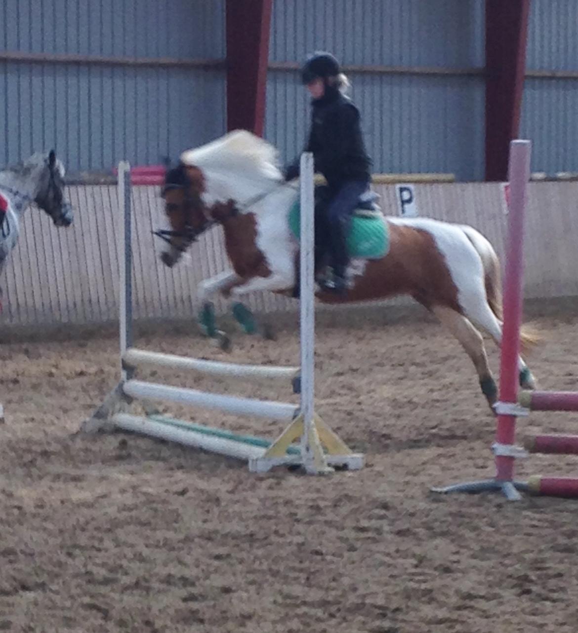 Anden særlig race Mille billede 44