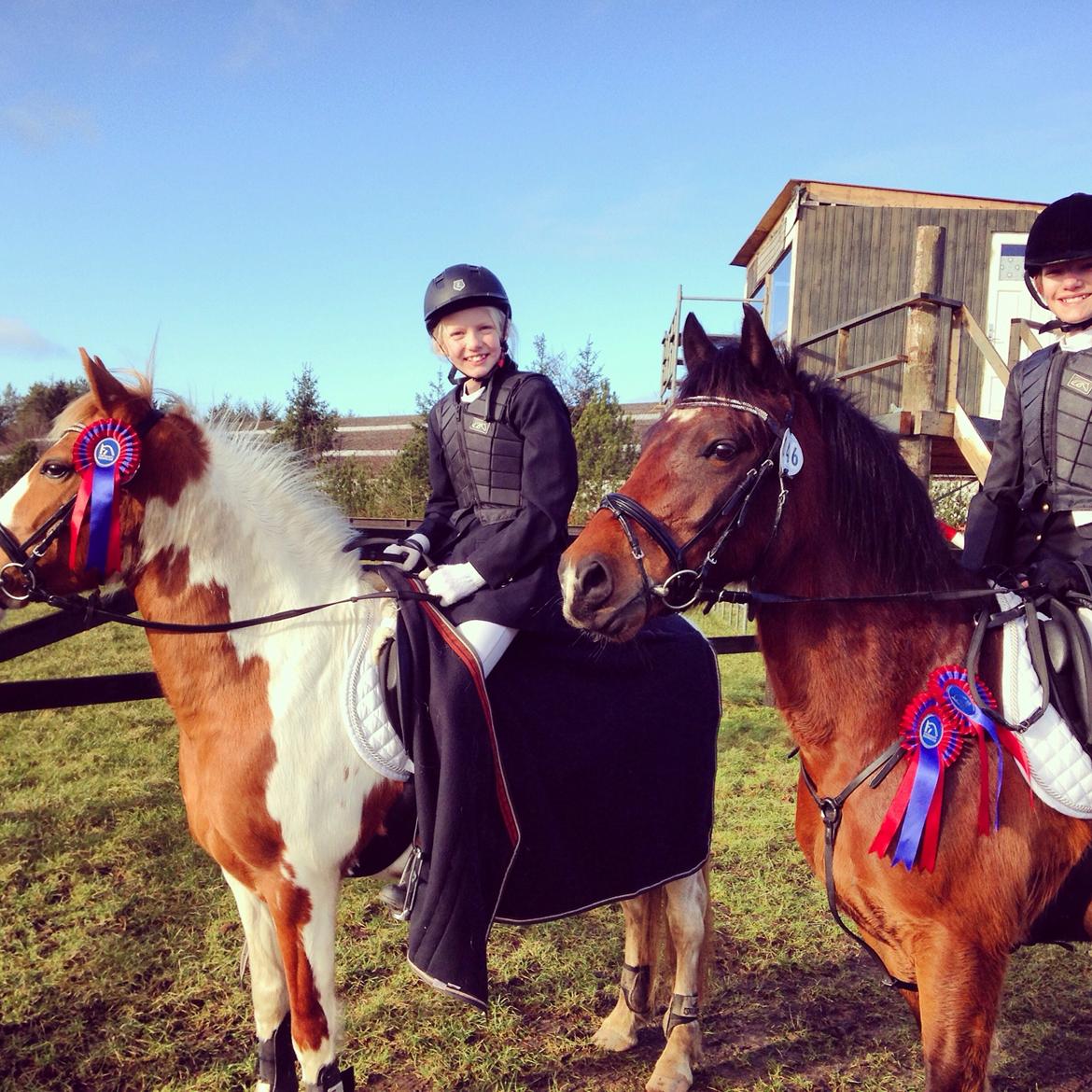 Anden særlig race Mille billede 42