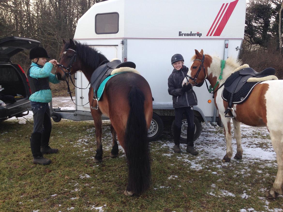 New Forest Arjan billede 30