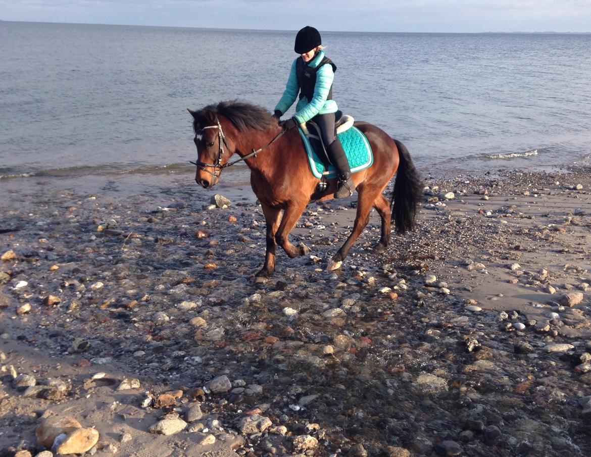 New Forest Arjan billede 32