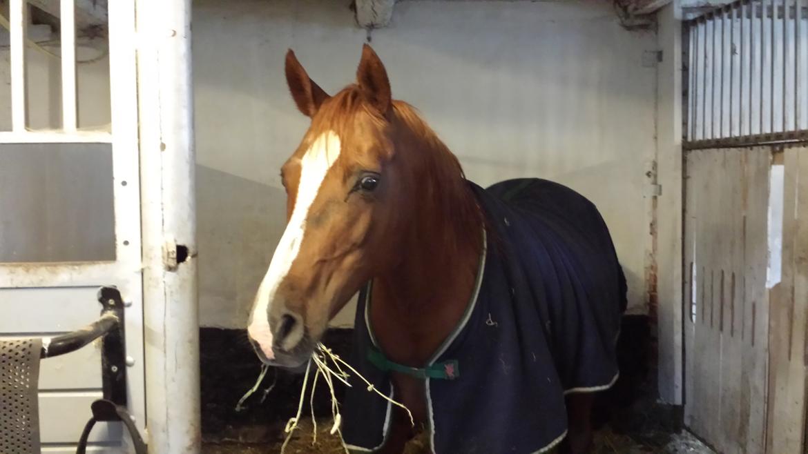 Arabisk fuldblod (OX) Bahia bint abhat ox billede 13