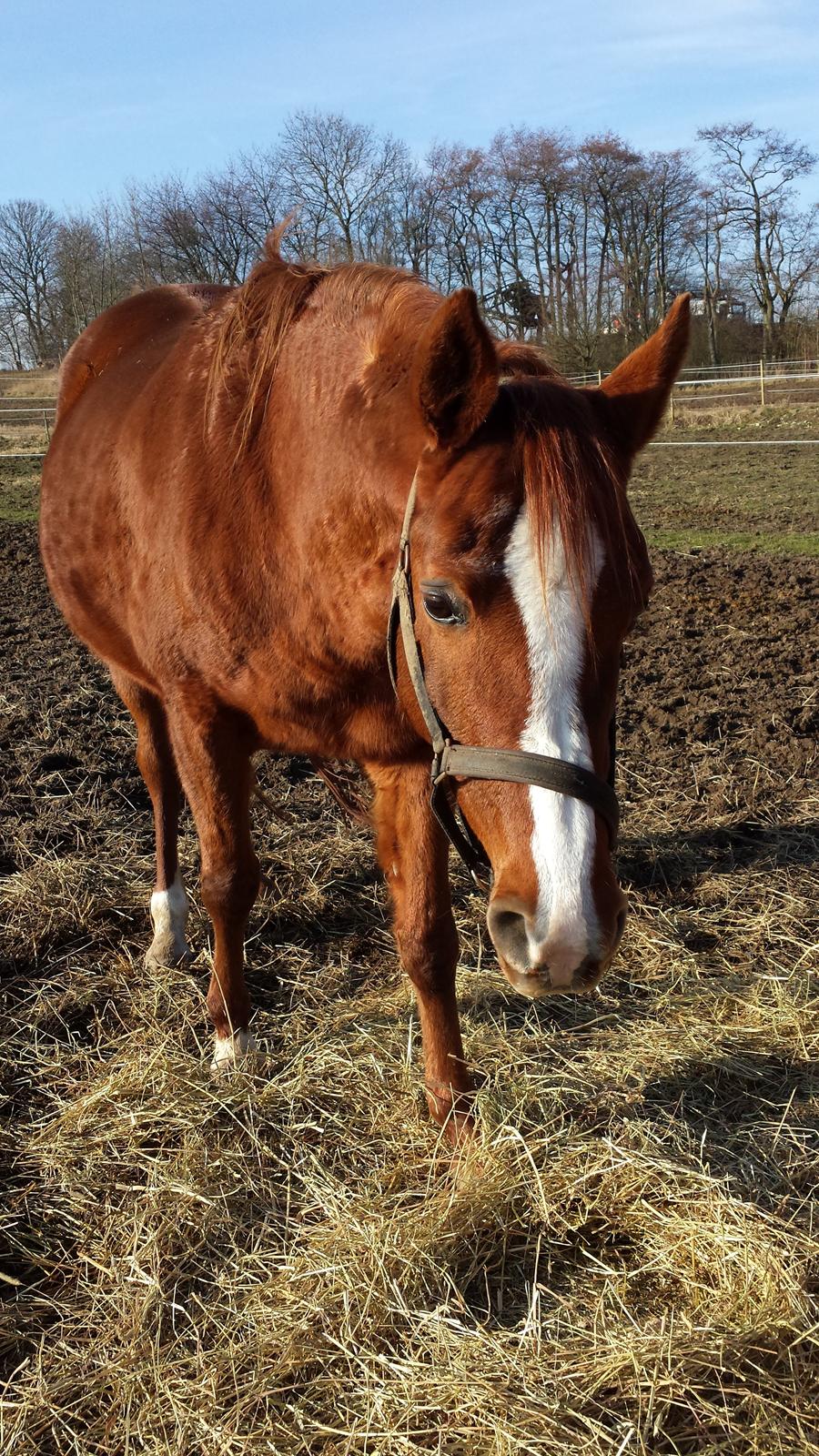 Arabisk fuldblod (OX) Bahia bint abhat ox billede 3